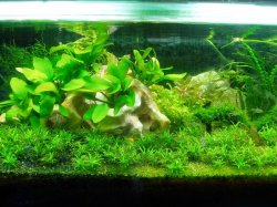 from_other_fish_shop.JPG from_other_fish_shop.JPG