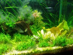 from_other_fish_shop_left_side.JPG from_other_fish_shop_left_side.JPG