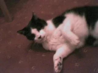 kity_cat.webp