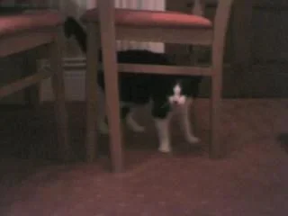 kity_cat1.webp