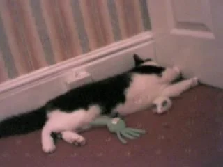 kity_cat4.webp