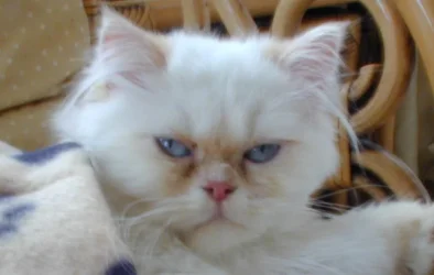 frankie425742_.webp