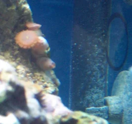 polyp2.webp