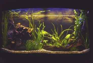 tank2.webp