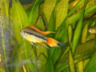 apistogramma_sunburst_1.jpg