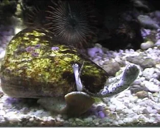 reef1_009.webp
