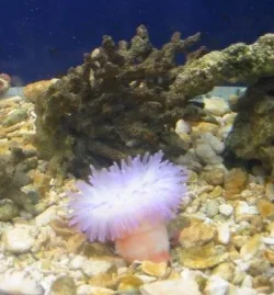 purple_anemone.webp