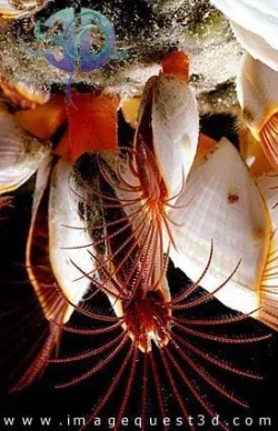 goose_barnacle.webp