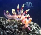 nudibranch_B.webp