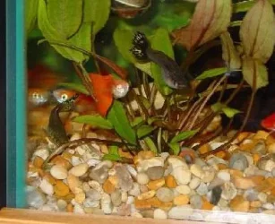 Guppies3.webp