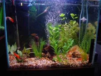 Tanklarge1.webp