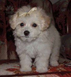 sunshinepoodle.jpg
