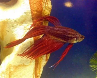 Betta.webp