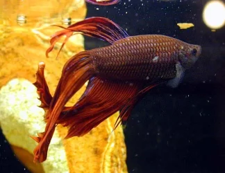 Betta_03.webp