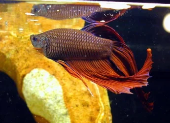 Betta_02.webp