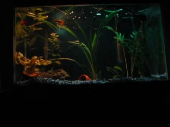 tank4.webp