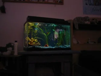 tank5.webp