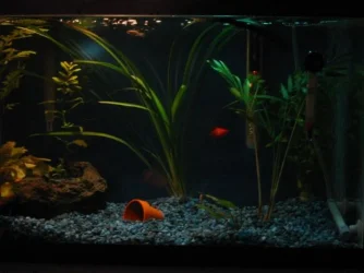 tank2.webp