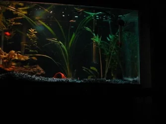 tank1.webp