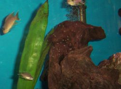 brichardi_fry_3.JPG