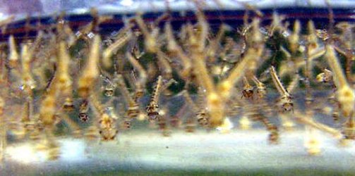 Larvae1.jpg