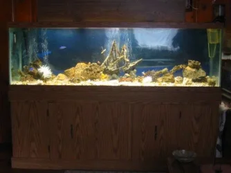 tank.webp