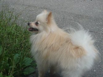 Jasper.jpg