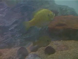 bluegill.webp