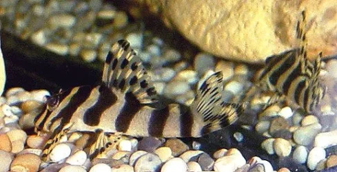 Zebra1.webp