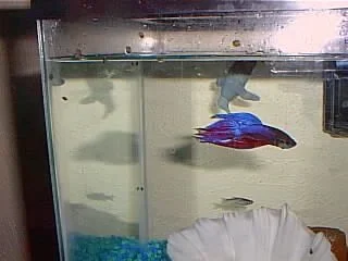 fishies16.webp