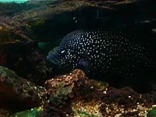 Cichlid4.webp