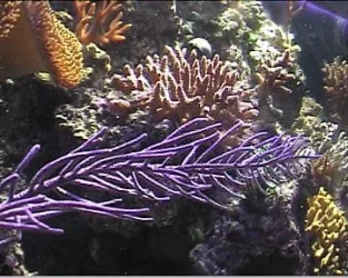 reef1_102.webp