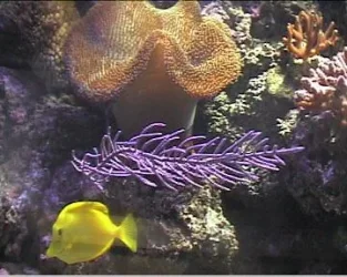 reef1_101.webp