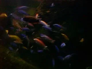 PIC00086.webp