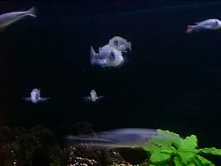PIC00082.webp
