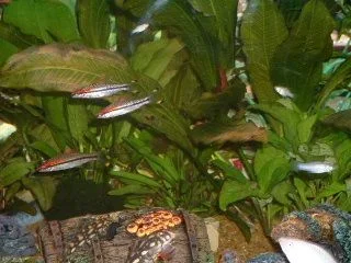 redtorpedoes1.webp