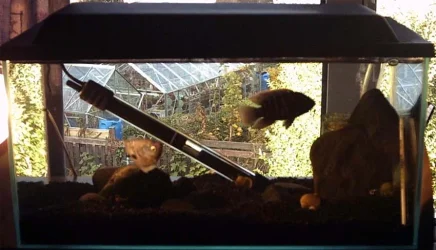 Full_Tank.webp