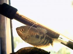 Gourami.JPG