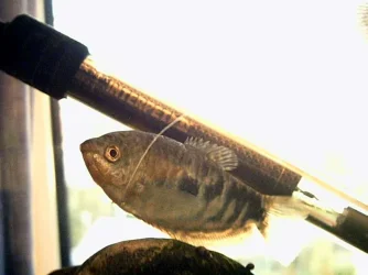 Gourami.webp
