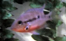 firemouth2.webp