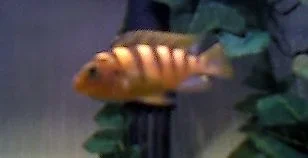 cichlid.webp