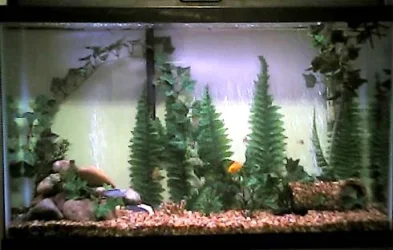 tank.webp