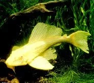 pleco.webp