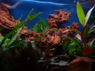 aquarium.webp