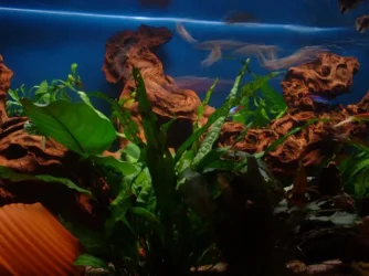 aquarium2.webp