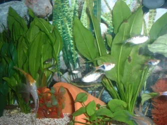 fish.webp