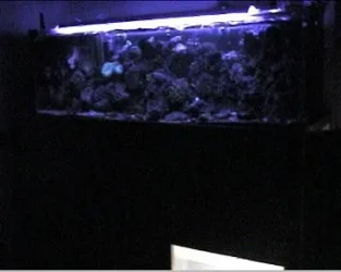 reef1_105.webp