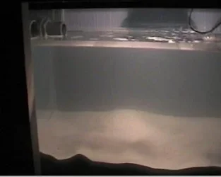 reef1_106.webp