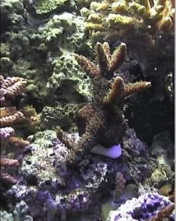 reef1_042.webp