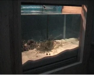 reef1_108.webp